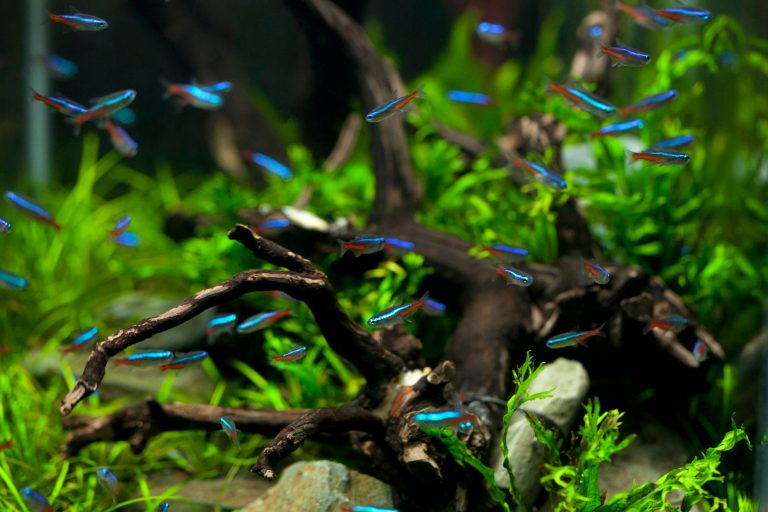 A vibrant aquarium scene featuring colorful neon tetras swimming among driftwood and aquatic plants.